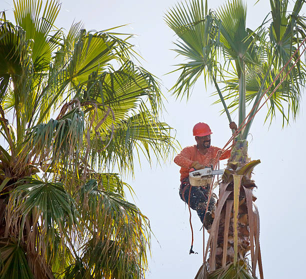 Trusted Hurt, VA Tree Service Experts